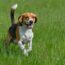 Beagle – pies nie dla każdego