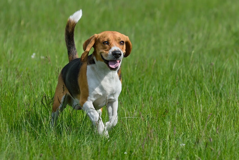 Beagle – pies nie dla każdego